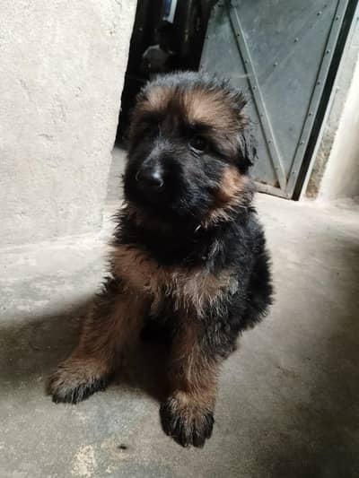 German Shepherd