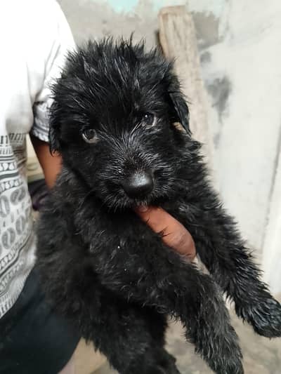 German Shepherd