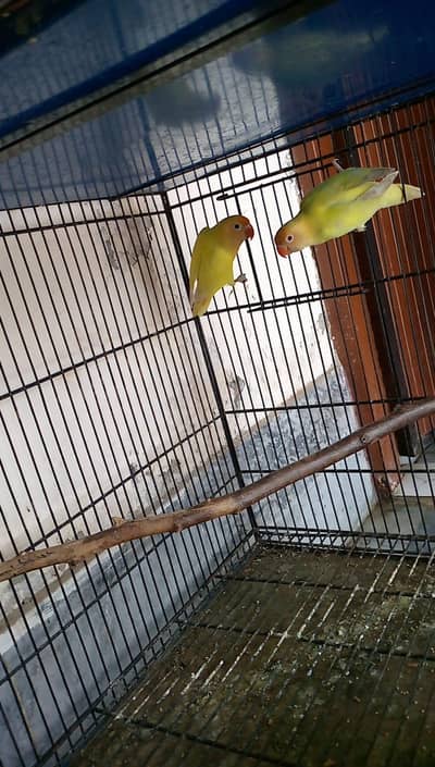 Cremino pair Love bird and Cocktail pair and Cage