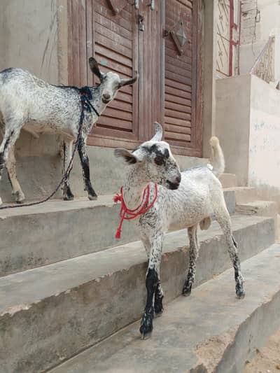 2 Healthy Male Barbari Cross Bakray For Sale