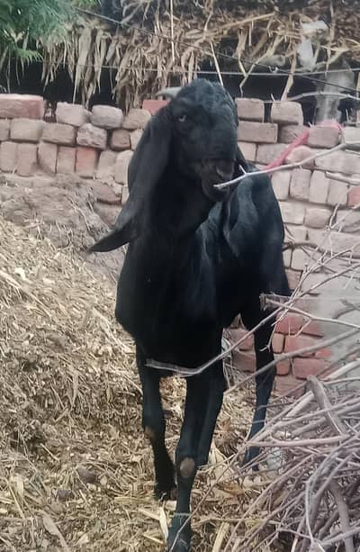 bredar bakra