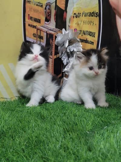 calico kittens pure Persian