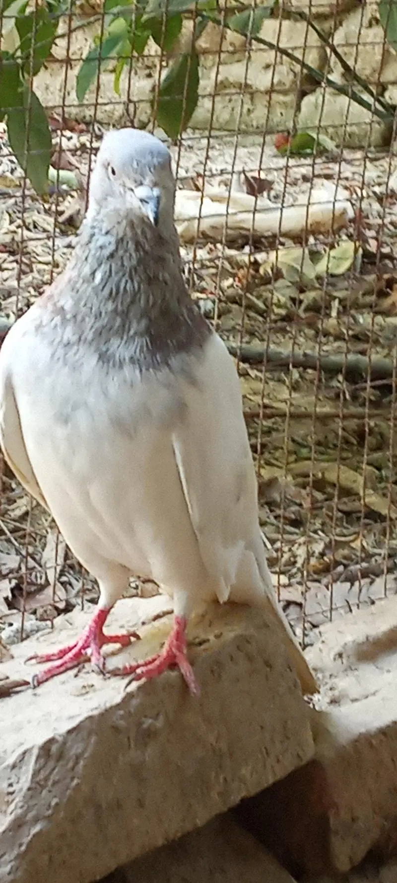 lakha pigeons pair for sale price is negotiable. — photo 2