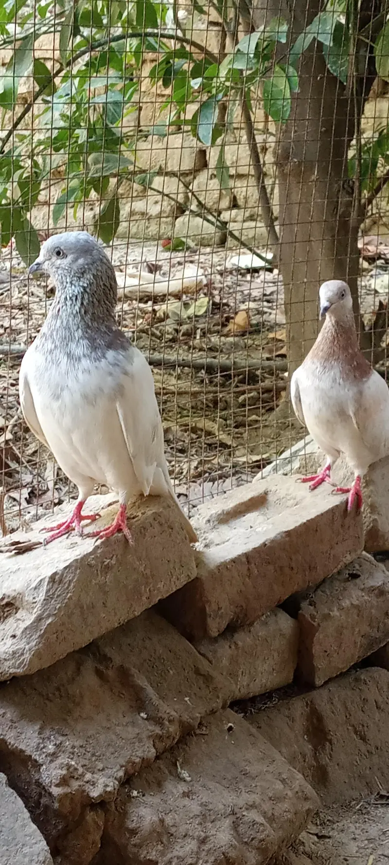 lakha pigeons pair for sale price is negotiable. — photo 3