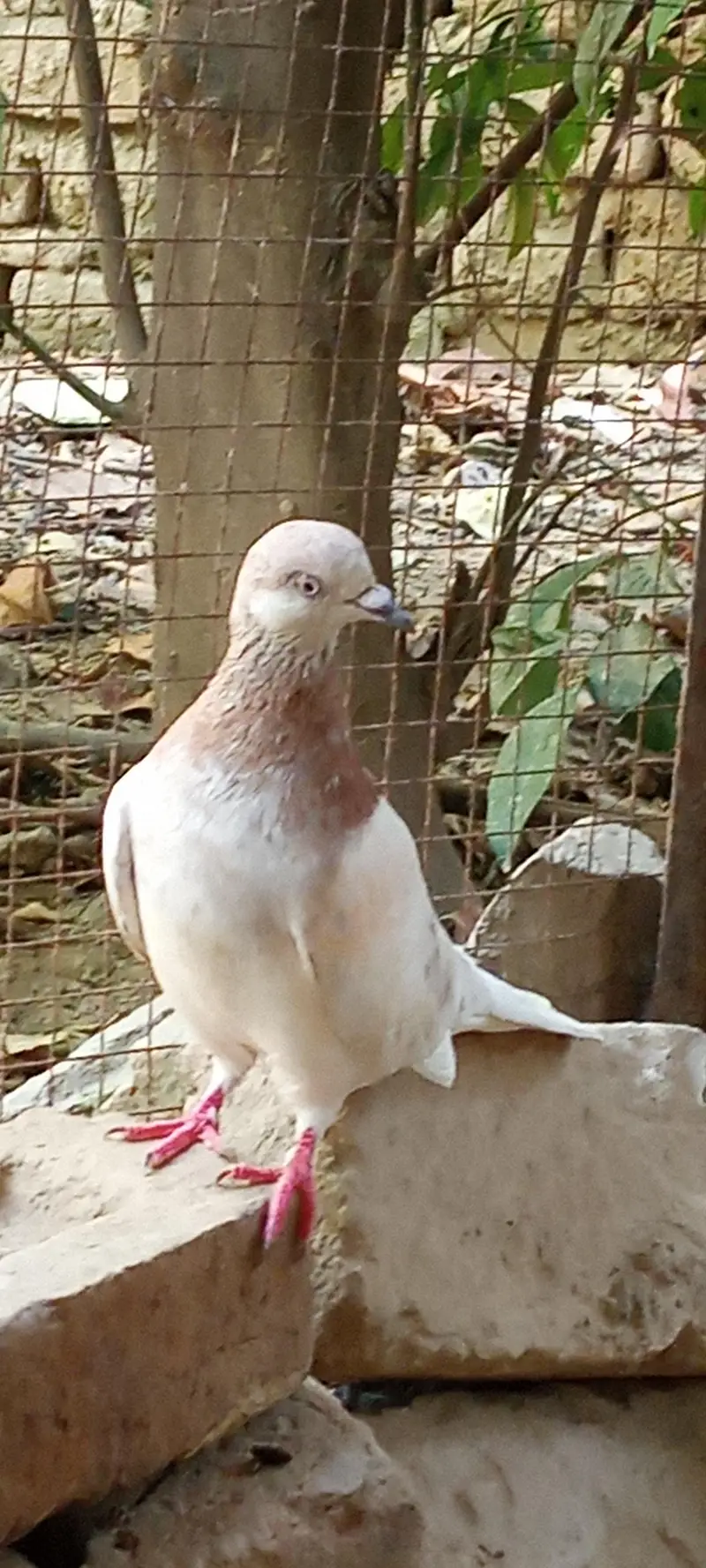 lakha pigeons pair for sale price is negotiable. — photo 4