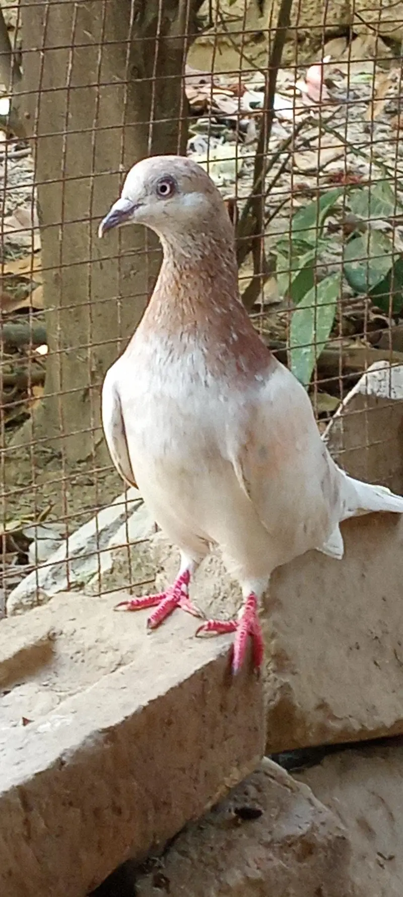 lakha pigeons pair for sale price is negotiable. — photo 5