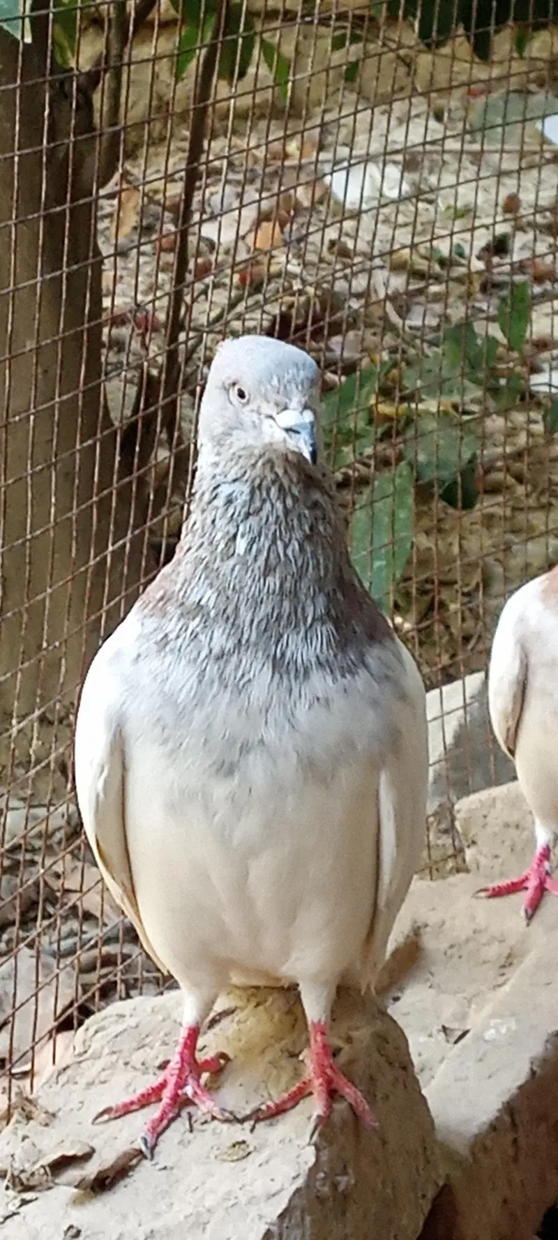 lakha pigeons pair for sale price is negotiable.
