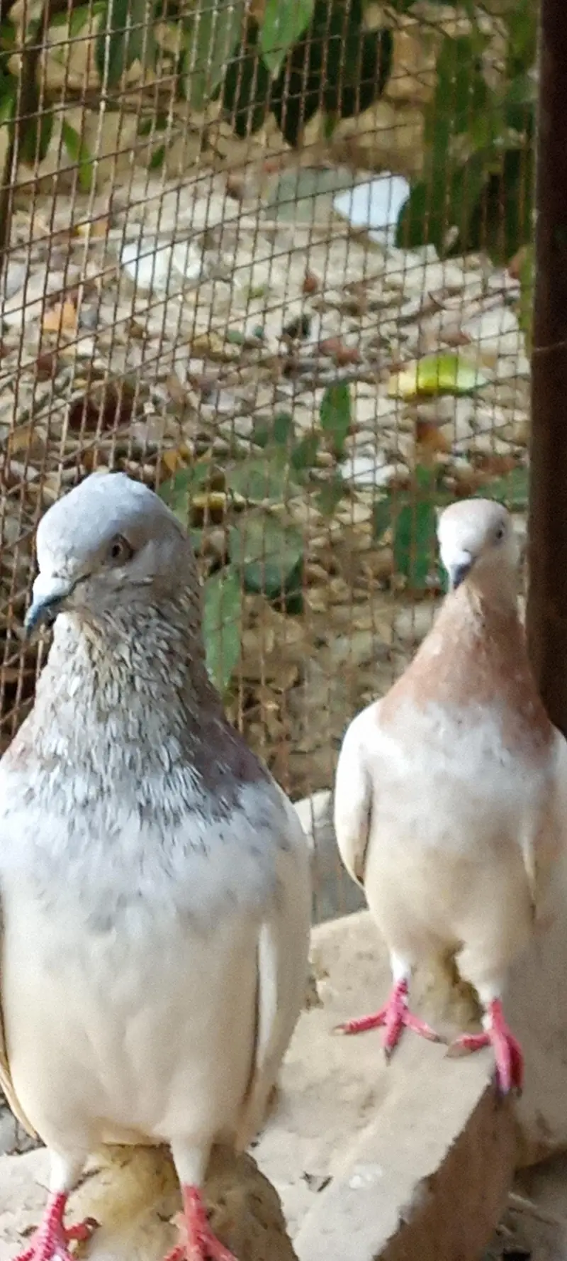 lakha pigeons pair for sale price is negotiable. — photo 6