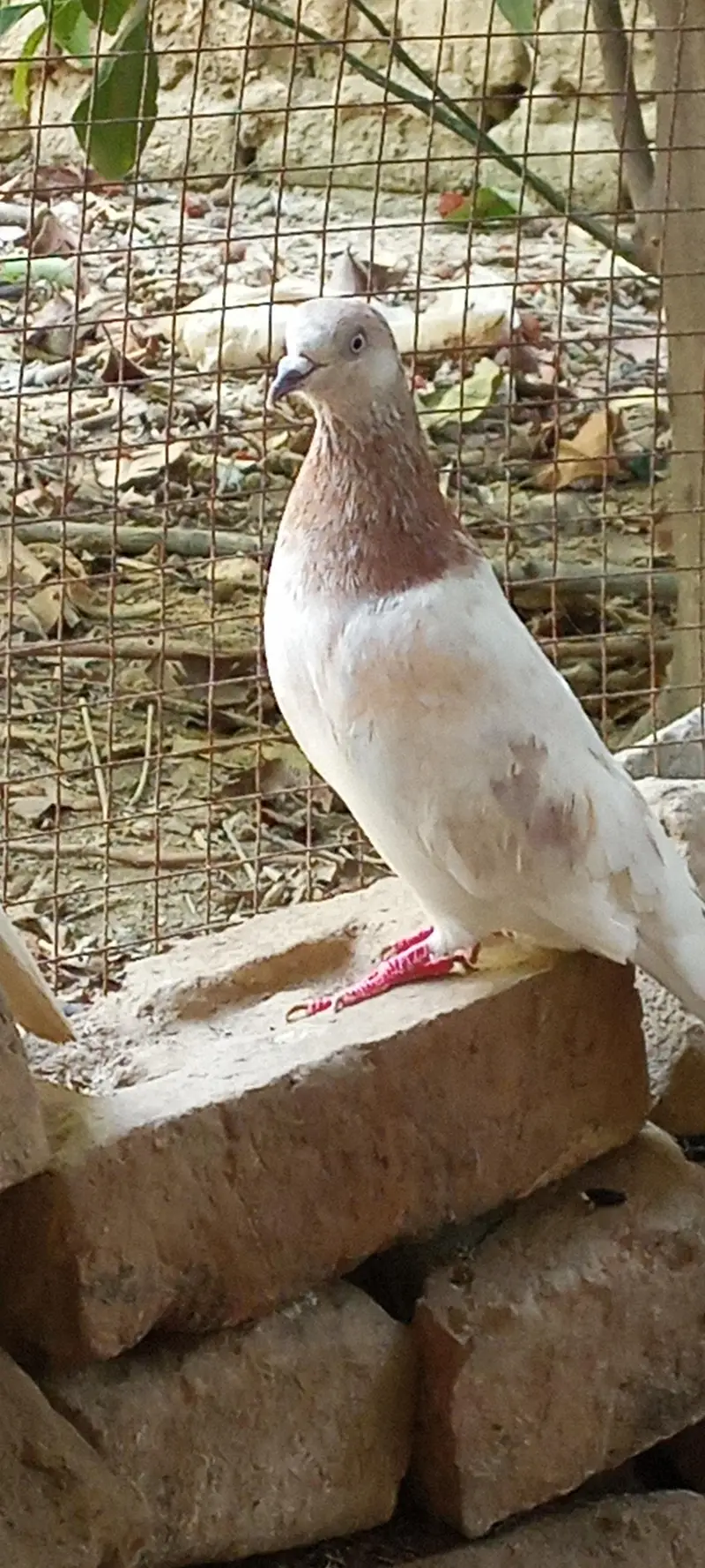 lakha pigeons pair for sale price is negotiable. — photo 7