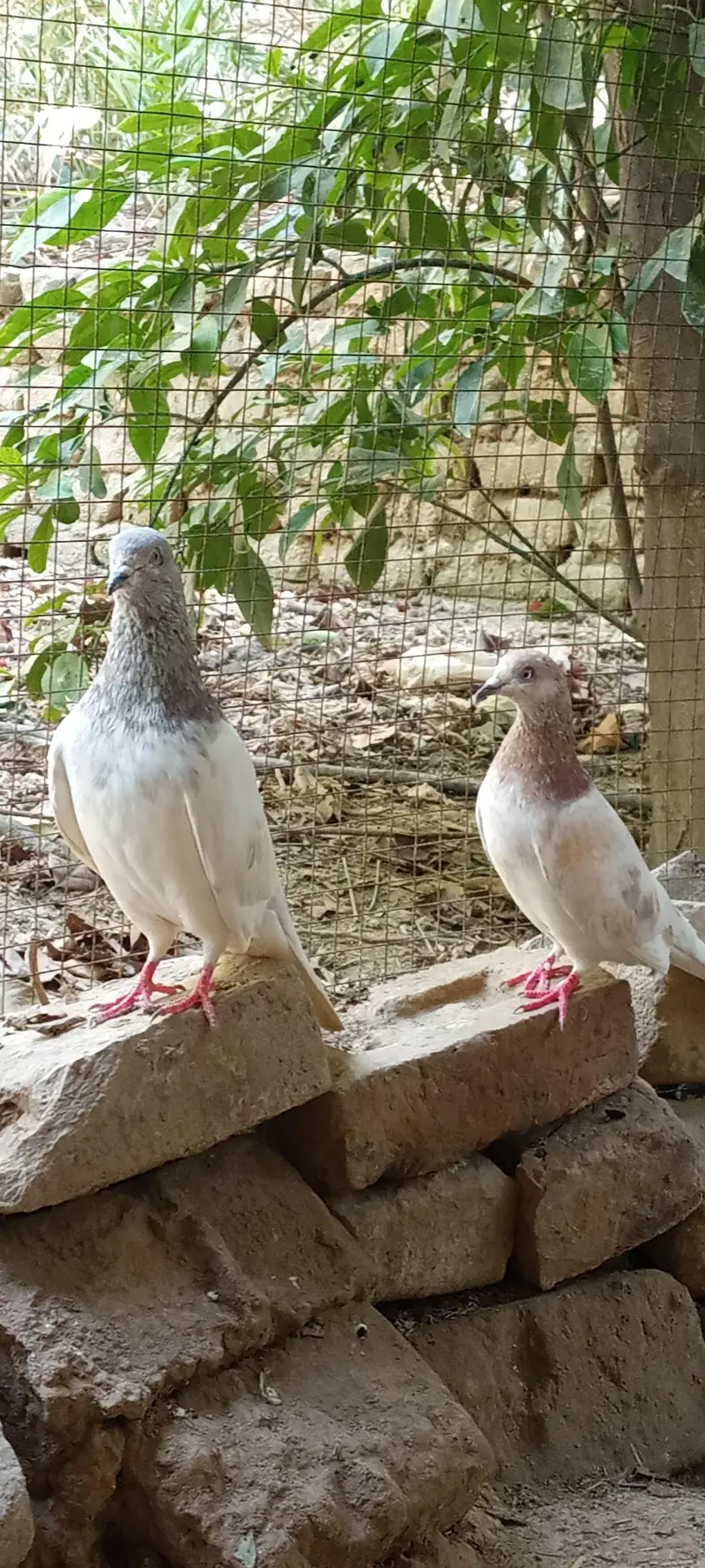 lakha pigeons pair for sale price is negotiable. — photo 8
