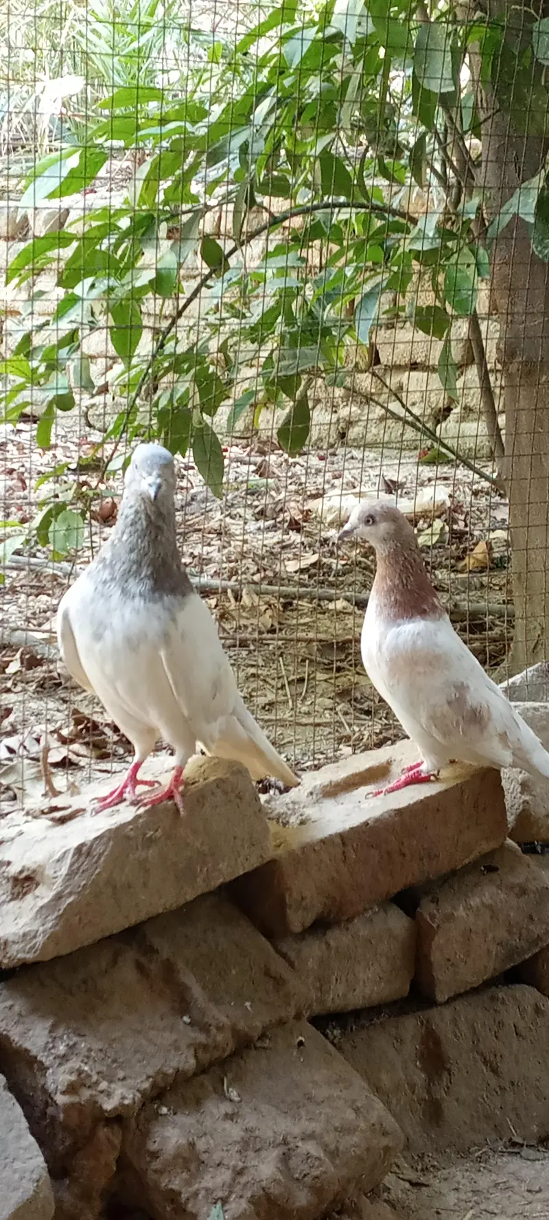 lakha pigeons pair for sale price is negotiable. — photo 9