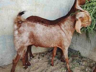 2 dant bakara