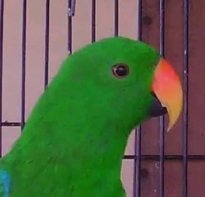 Grand Eclectus Available
