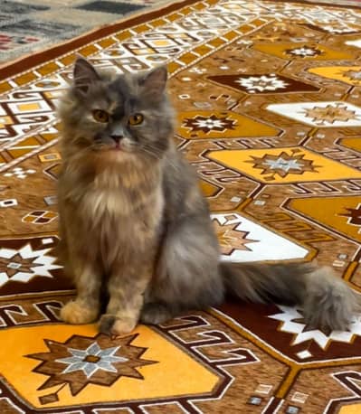 Its breeder female with long coat hairs its age is 1 year
