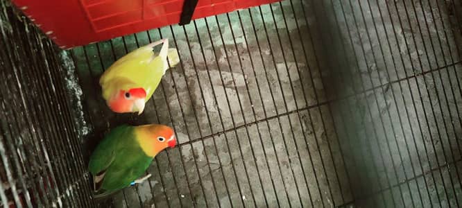 Color Lovebirds for sale in reasonable price
