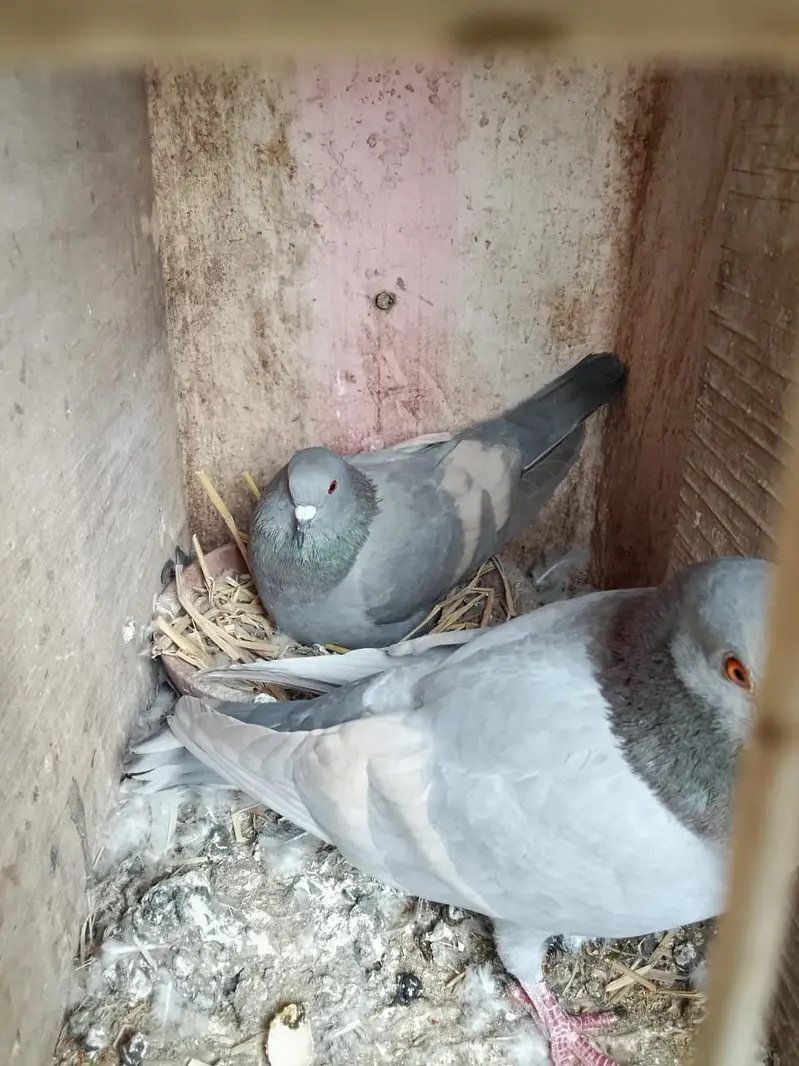 WHITE BAR LAL BAND BREEDER PAIR — photo 5