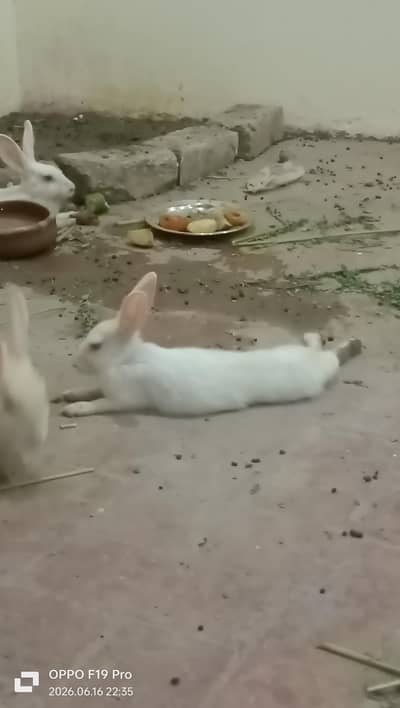 fancy Rabbits