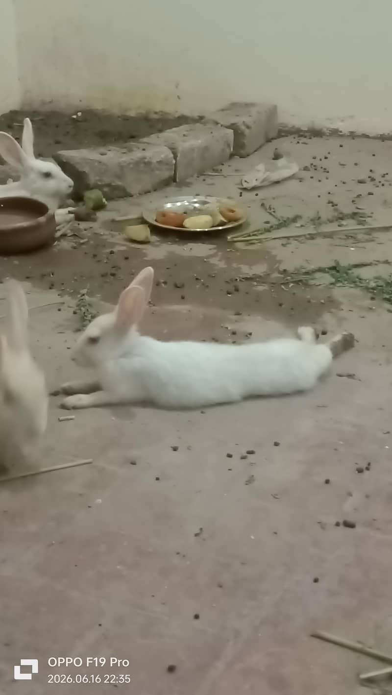 fancy Rabbits 0