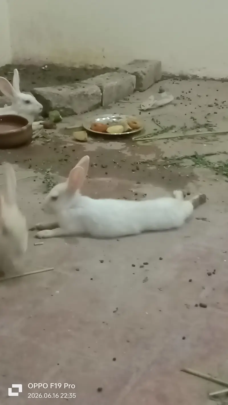 fancy Rabbits