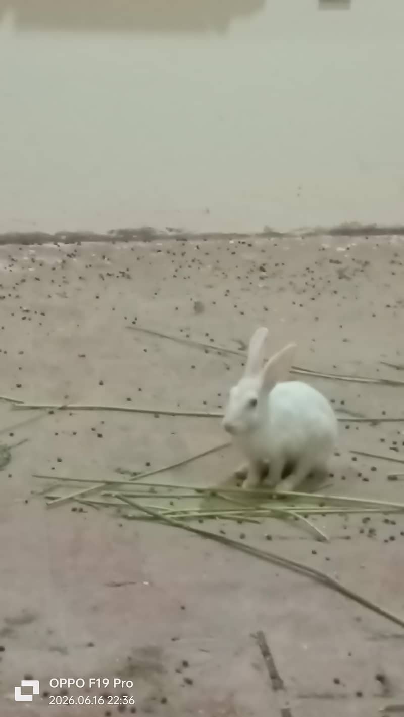 fancy Rabbits 1