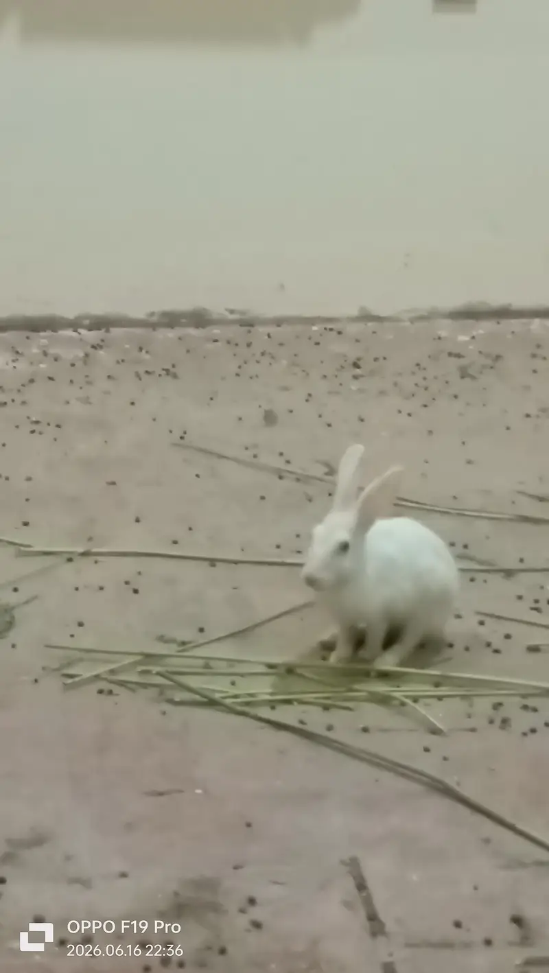 fancy Rabbits — photo 2
