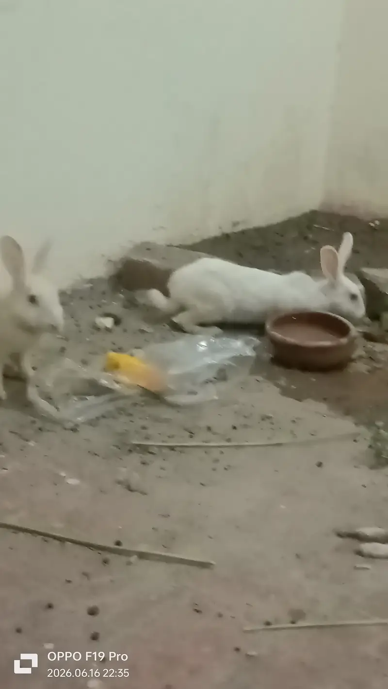 fancy Rabbits — photo 3