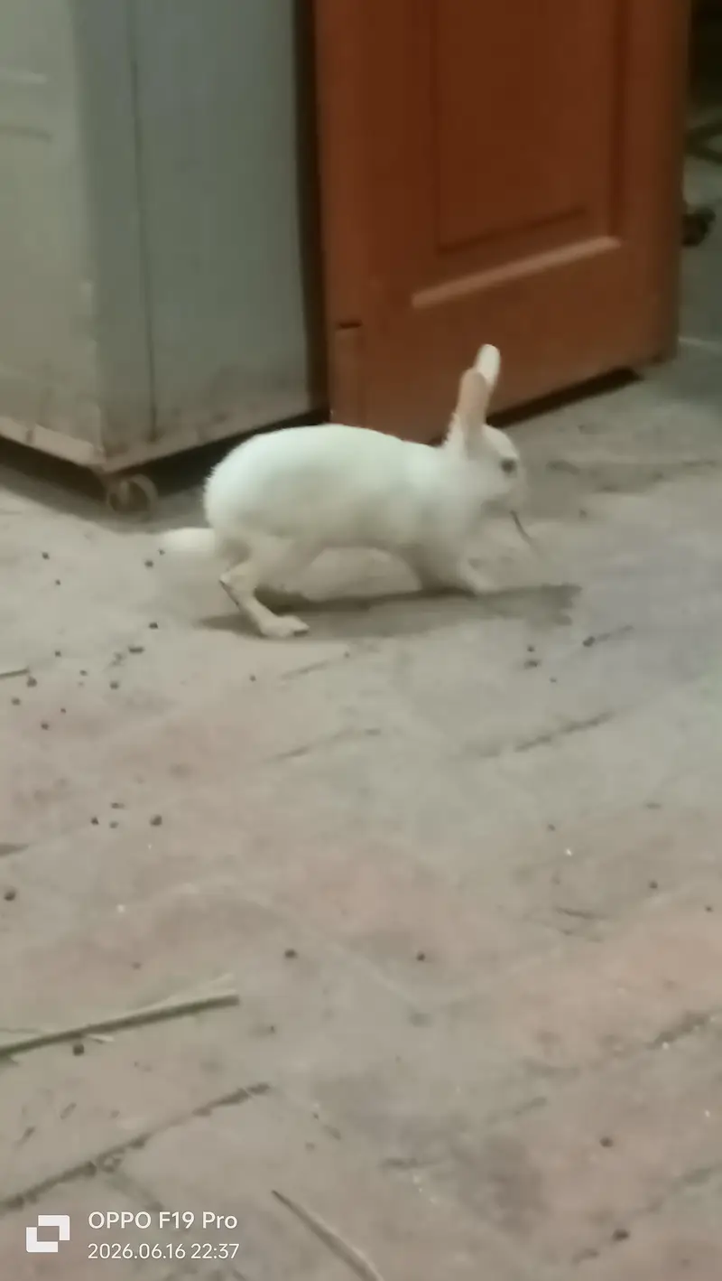 fancy Rabbits — photo 4