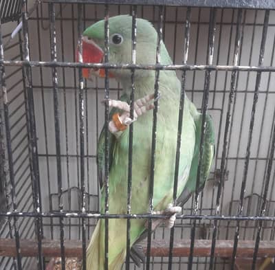 Rew parrot & Ringneck white & Green Males
