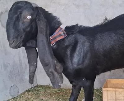goat for sale