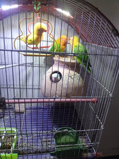 love bird breeding pair + 2 chick + cage _urgent _golimar
