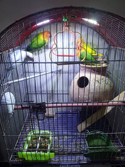 love bird breeding pair + 2 chick + cage _urgent _golimar