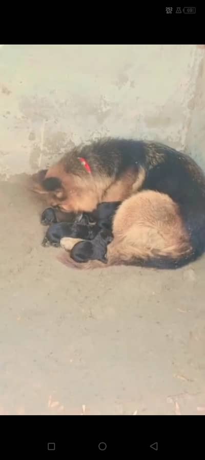 German Shepherd Puppies