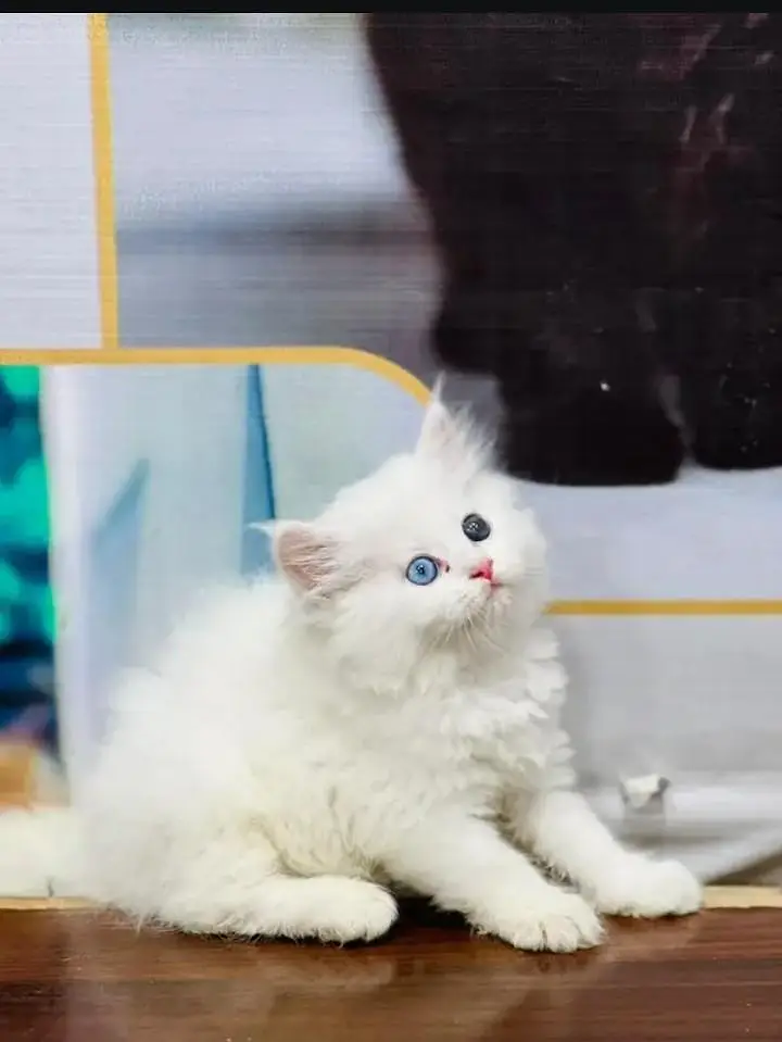 yeh Persian cat mujhe sell Karni Hain Persian kitten nmbr 03271611206 — photo 2
