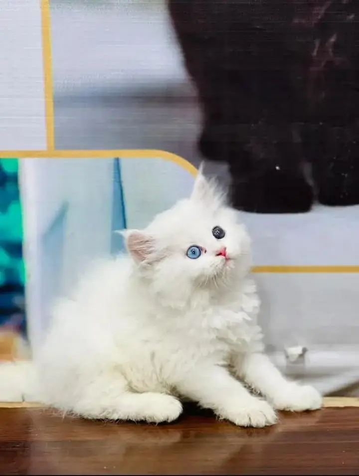 yeh Persian cat mujhe sell Karni Hain Persian kitten nmbr 03271611206 — photo 3