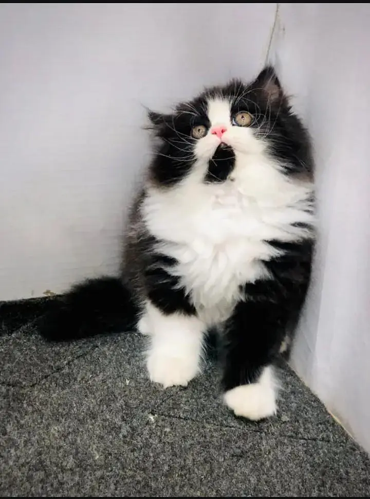 yeh Persian cat mujhe sell Karni Hain Persian kitten nmbr 03271611206 — photo 4