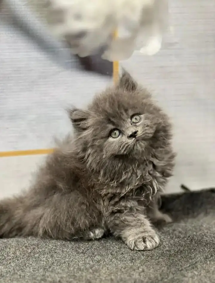 yeh Persian cat mujhe sell Karni Hain Persian kitten nmbr 03271611206 — photo 5