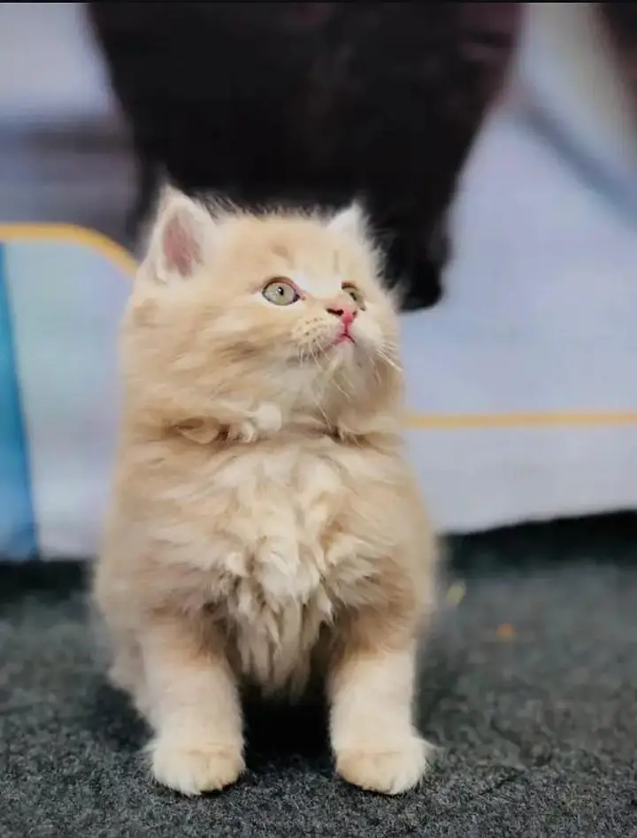 yeh Persian cat mujhe sell Karni Hain Persian kitten nmbr 03271611206 — photo 6