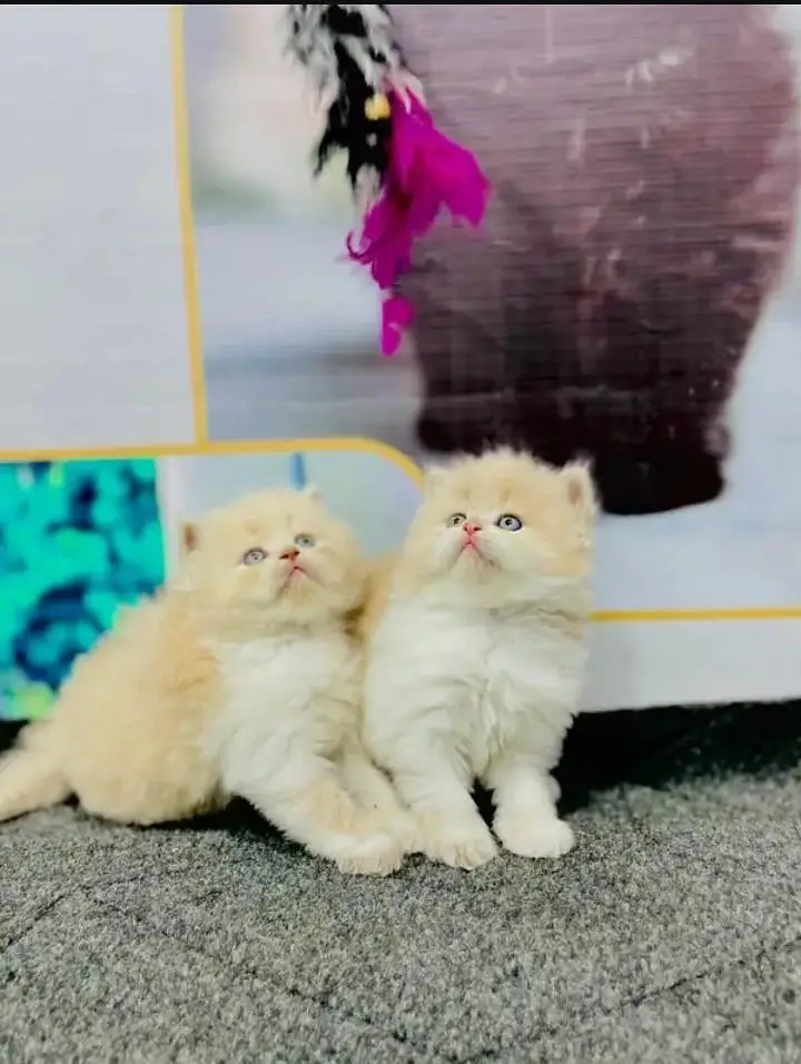 yeh Persian cat mujhe sell Karni Hain Persian kitten nmbr 03271611206 — photo 7