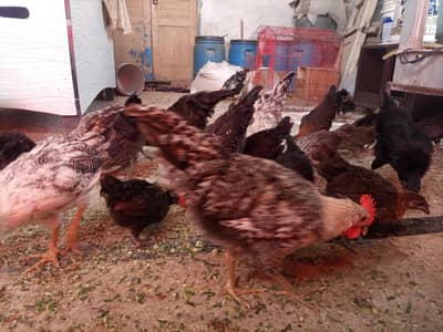 Chicks - 2 to 3 Months - 350 to 500 Rps