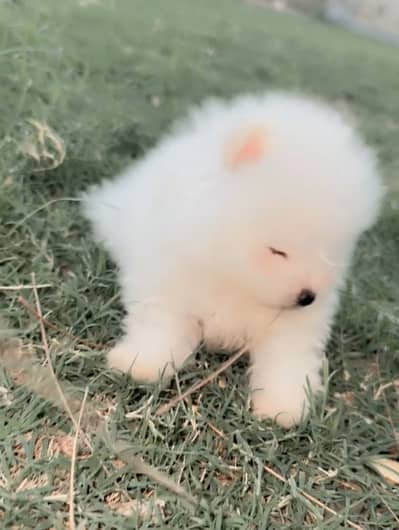 Pure pomeranian 2 male puppies | Dog puppy For sale