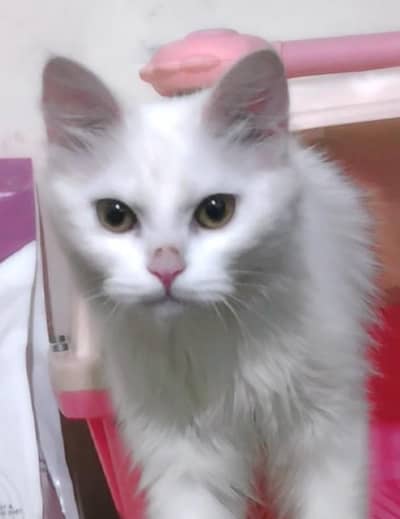 Female persian cat