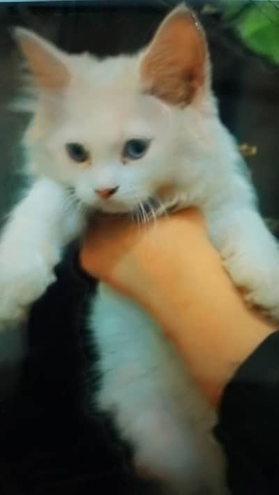Persian odd eye cat