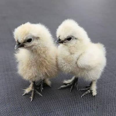 fancy chicks |silkie |Polish|bantam |sebright |Heavy buff |heera aseel