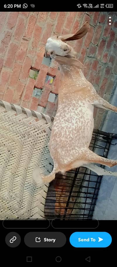 Makkhi cheeni desi bakri
