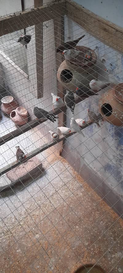 finches