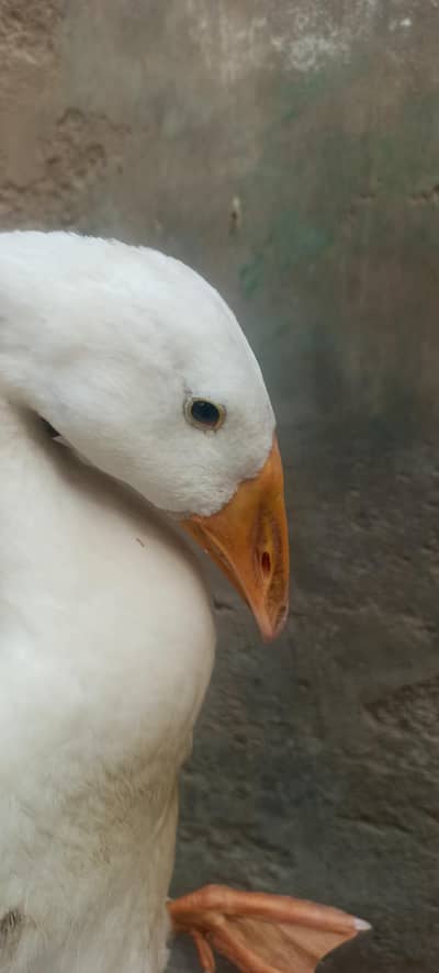 duck is very pretty