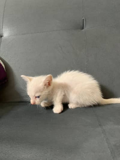 Beautiful & Active Female Kitten for Sale