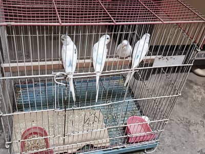Pied Budgie