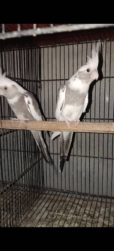 top quality pied pair