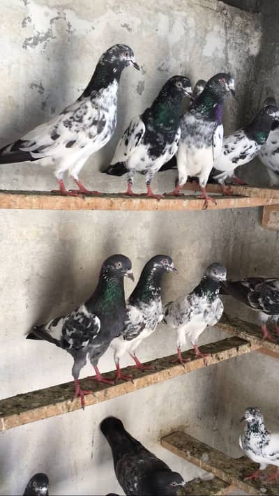 Kabotar setup pigeons